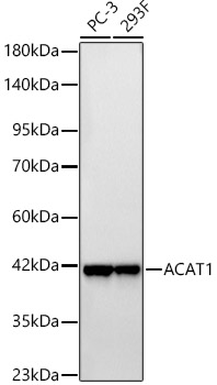 ACAT1 Rabbit monoclonal antibody