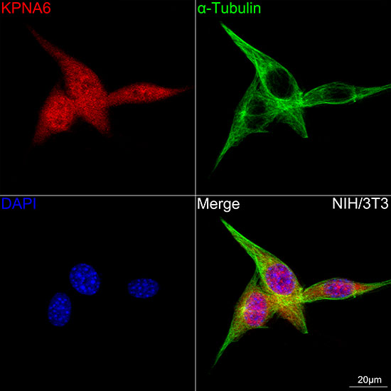 KPNA6 Rabbit monoclonal antibody