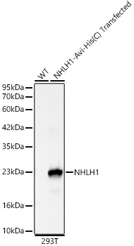 NHLH1 Rabbit monoclonal antibody