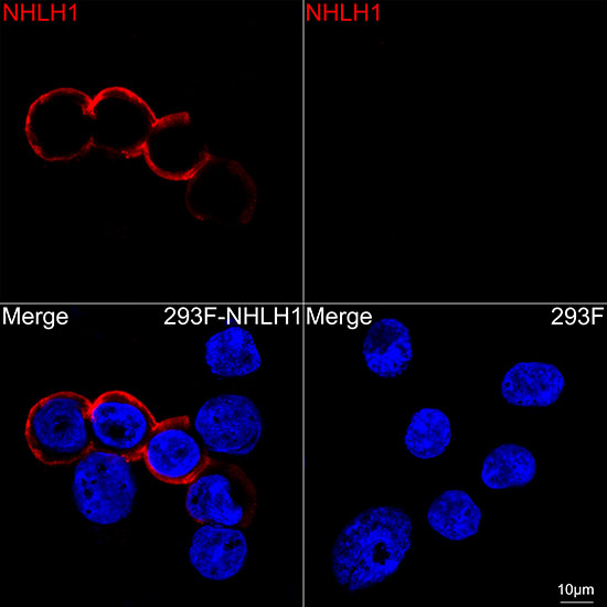 NHLH1 Rabbit monoclonal antibody