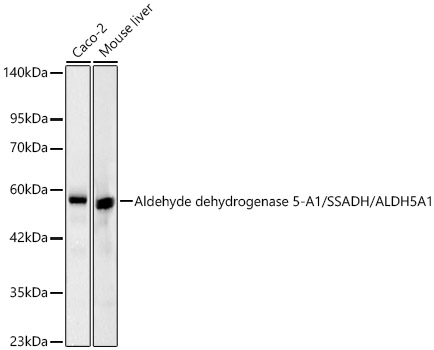 Aldehyde dehydrogenase 5-A1/SSADH/ALDH5A1 Rabbit monoclonal antibody