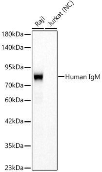 Human IgM Rabbit monoclonal antibody