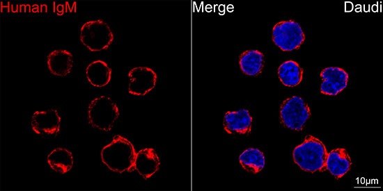 Human IgM Rabbit monoclonal antibody