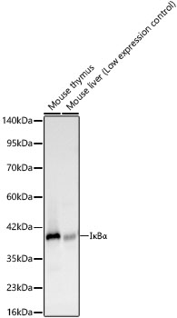 IK KappaBA Alpha Rabbit monoclonal antibody
