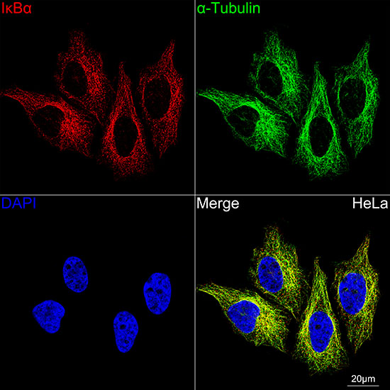 IK KappaBA Alpha Rabbit monoclonal antibody