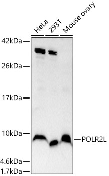 POLR2L Rabbit polyclonal antibody