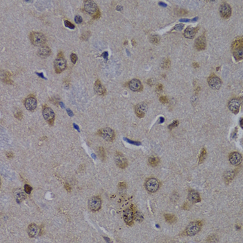 POLR2L Rabbit polyclonal antibody