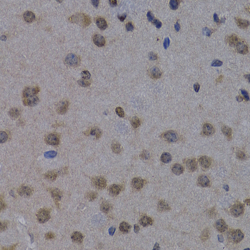 POLR2L Rabbit polyclonal antibody