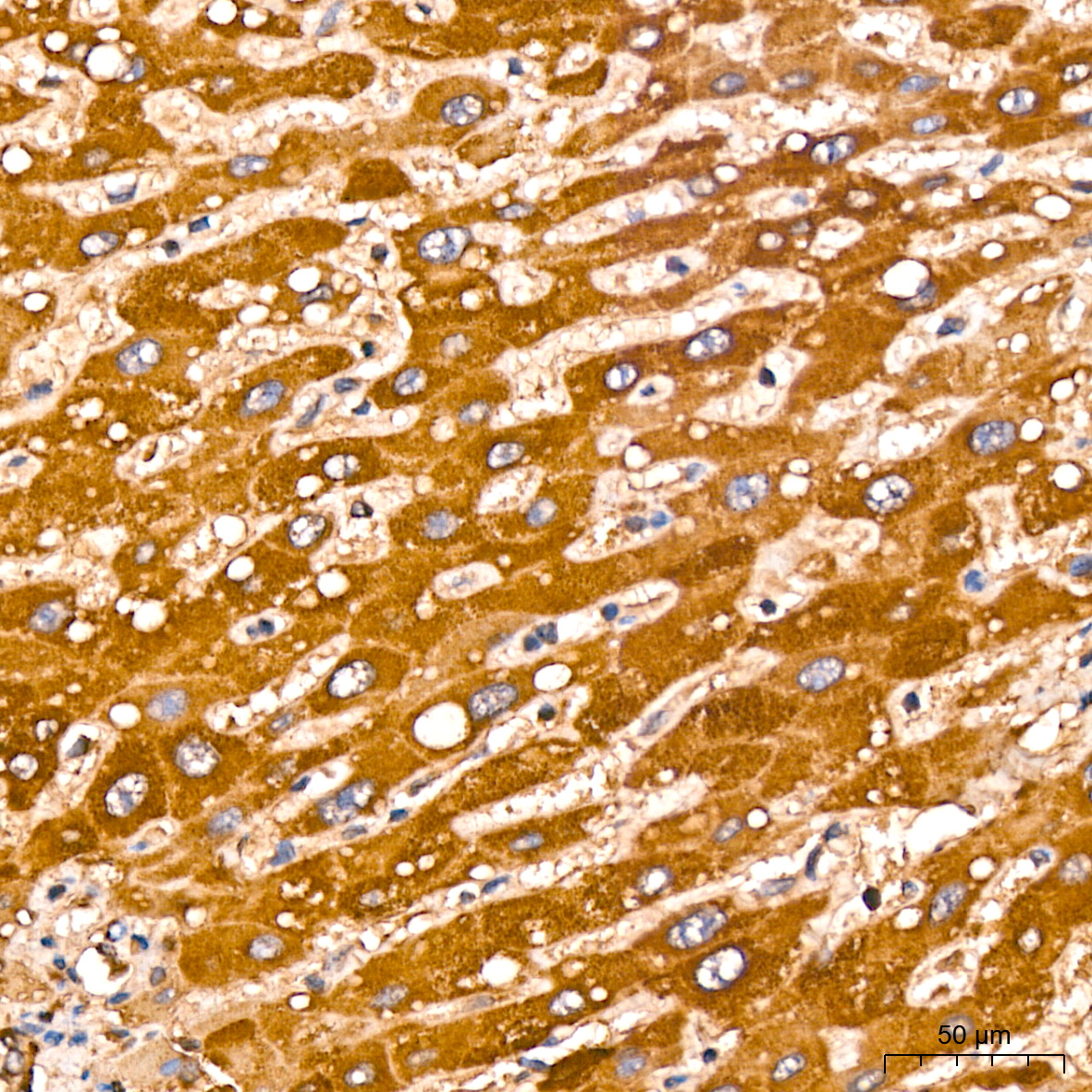 TSLP Rabbit monoclonal antibody