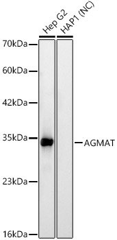 AGMAT Rabbit monoclonal antibody