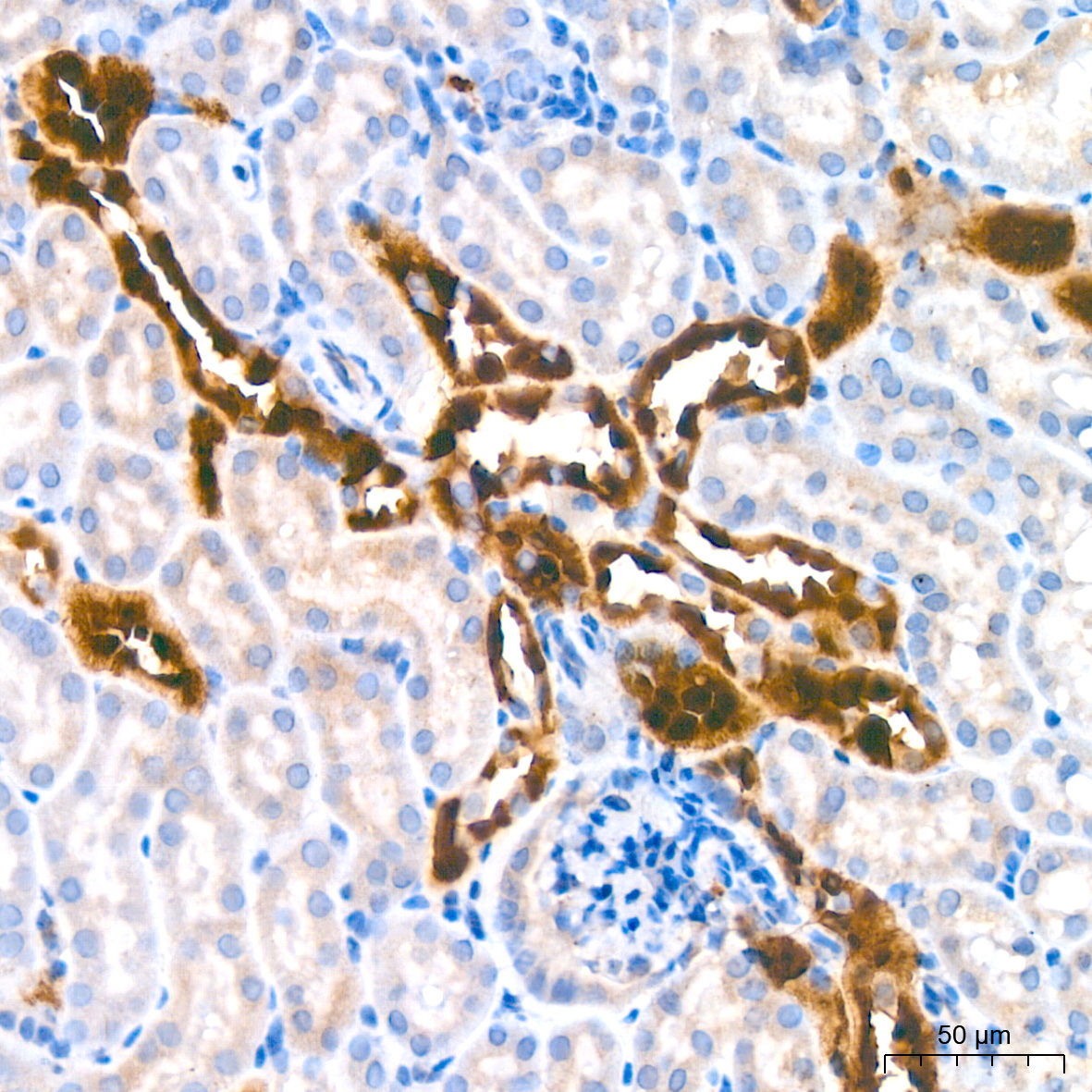 AGMAT Rabbit monoclonal antibody
