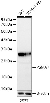 [KD Validated] PSMA7 Rabbit monoclonal antibody
