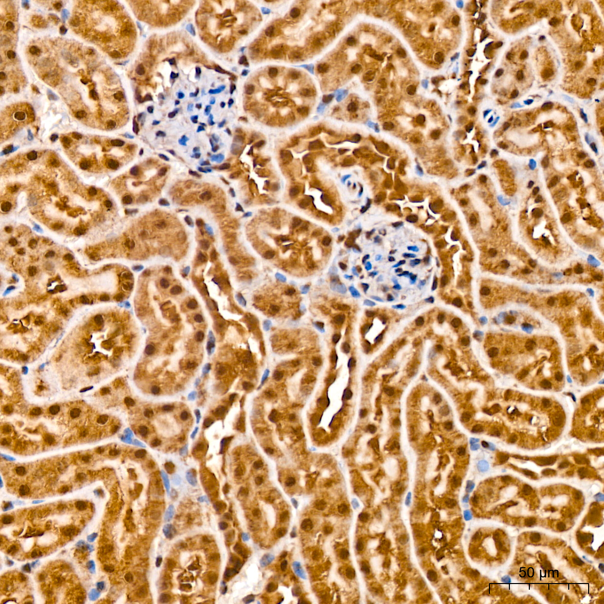 [KD Validated] PSMA7 Rabbit monoclonal antibody