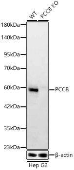 [KO Validated] PCCB Rabbit monoclonal antibody