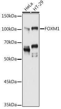 FOXM1 Rabbit polyclonal antibody