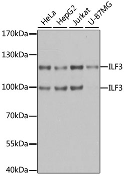 ILF3 Rabbit polyclonal antibody