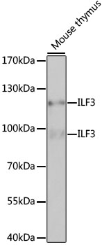 ILF3 Rabbit polyclonal antibody