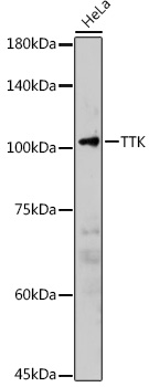 TTK Rabbit polyclonal antibody