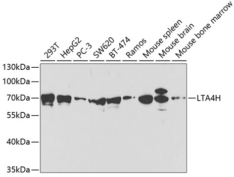 LTA4H Rabbit polyclonal antibody