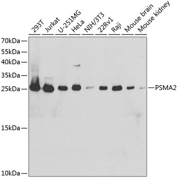 PSMA2 Rabbit polyclonal antibody