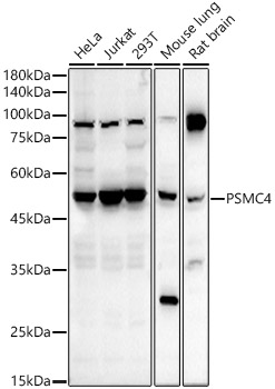 PSMC4 Rabbit polyclonal antibody