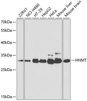 HNMT Rabbit polyclonal antibody