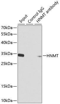 HNMT Rabbit polyclonal antibody