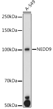 NEDD9 Rabbit polyclonal antibody