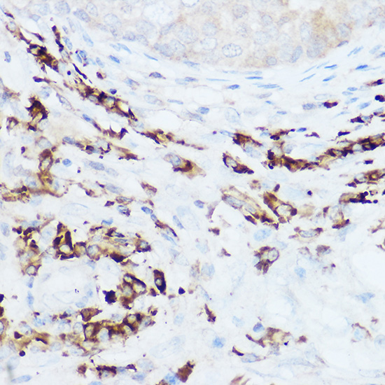 NEDD9 Rabbit polyclonal antibody