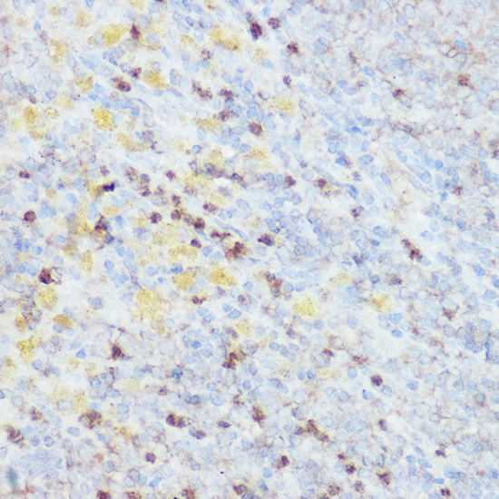 NEDD9 Rabbit polyclonal antibody