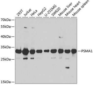 PSMA1 Rabbit polyclonal antibody