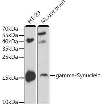 gamma-Synuclein Rabbit pAb