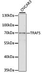Western blot - TRAF5 Rabbit pAb (A2536)