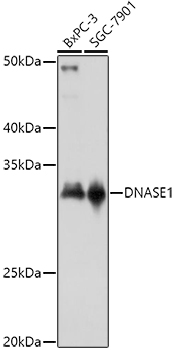 DNASE1 Rabbit polyclonal antibody