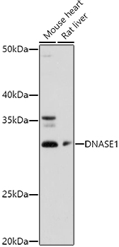 DNASE1 Rabbit polyclonal antibody