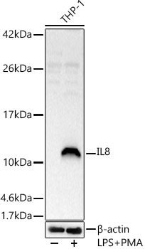 IL8 Rabbit polyclonal antibody