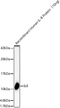 IL8 Rabbit polyclonal antibody