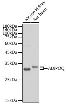 Adiponectin Rabbit polyclonal antibody