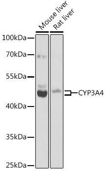 CYP3A4 Rabbit polyclonal antibody