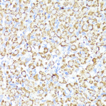 CYP3A4 Rabbit polyclonal antibody