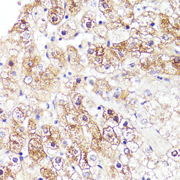 CYP3A4 Rabbit polyclonal antibody