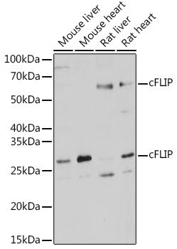 cFLIP Rabbit polyclonal antibody