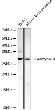 Granzyme B Rabbit polyclonal antibody