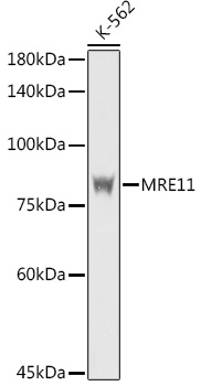 MRE11 Rabbit polyclonal antibody