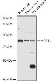 MRE11 Rabbit polyclonal antibody