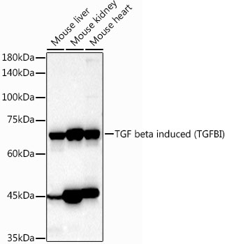 TGF beta induced (TGFBI) Rabbit polyclonal antibody