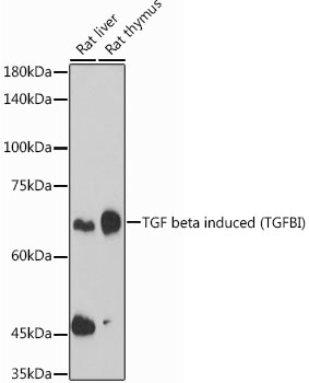 TGF beta induced (TGFBI) Rabbit polyclonal antibody