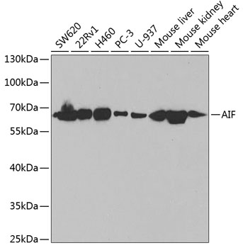 [KO Validated] AIF Rabbit polyclonal antibody