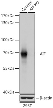 [KO Validated] AIF Rabbit polyclonal antibody