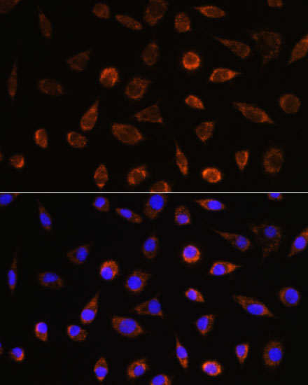 [KO Validated] AIF Rabbit polyclonal antibody
